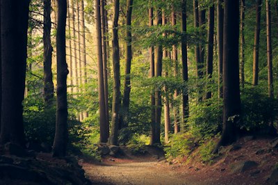 Forêt Congo