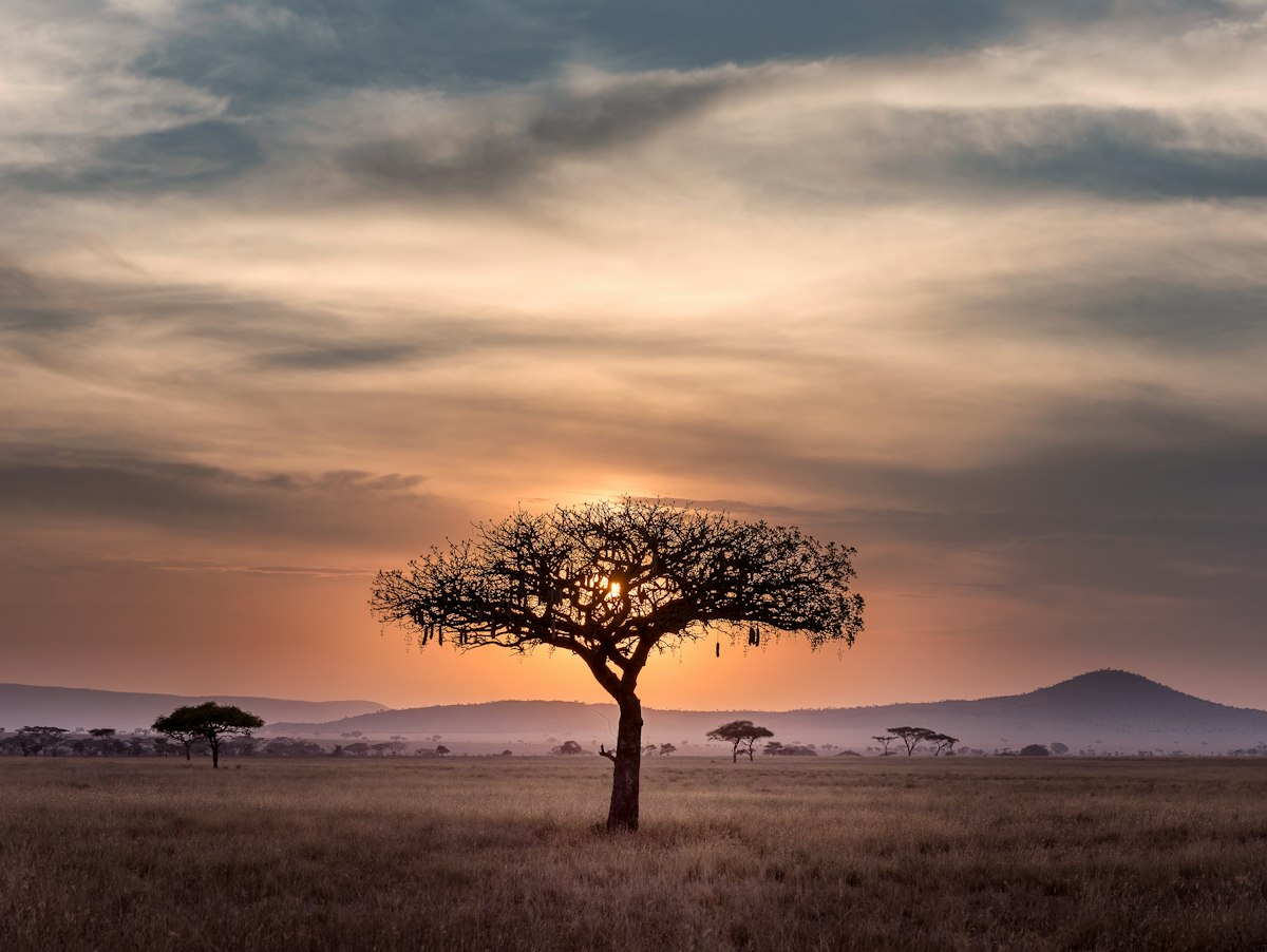Éléphants forêt Congo Salonga