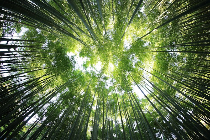 Forêt dense Congo