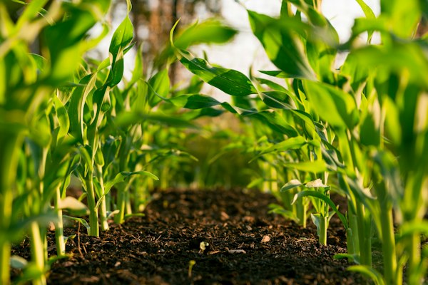 Agroforesterie cacao Congo