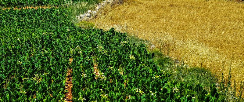 Pépinière agroforestière