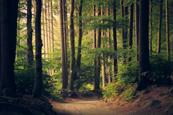 Canopée équatoriale
